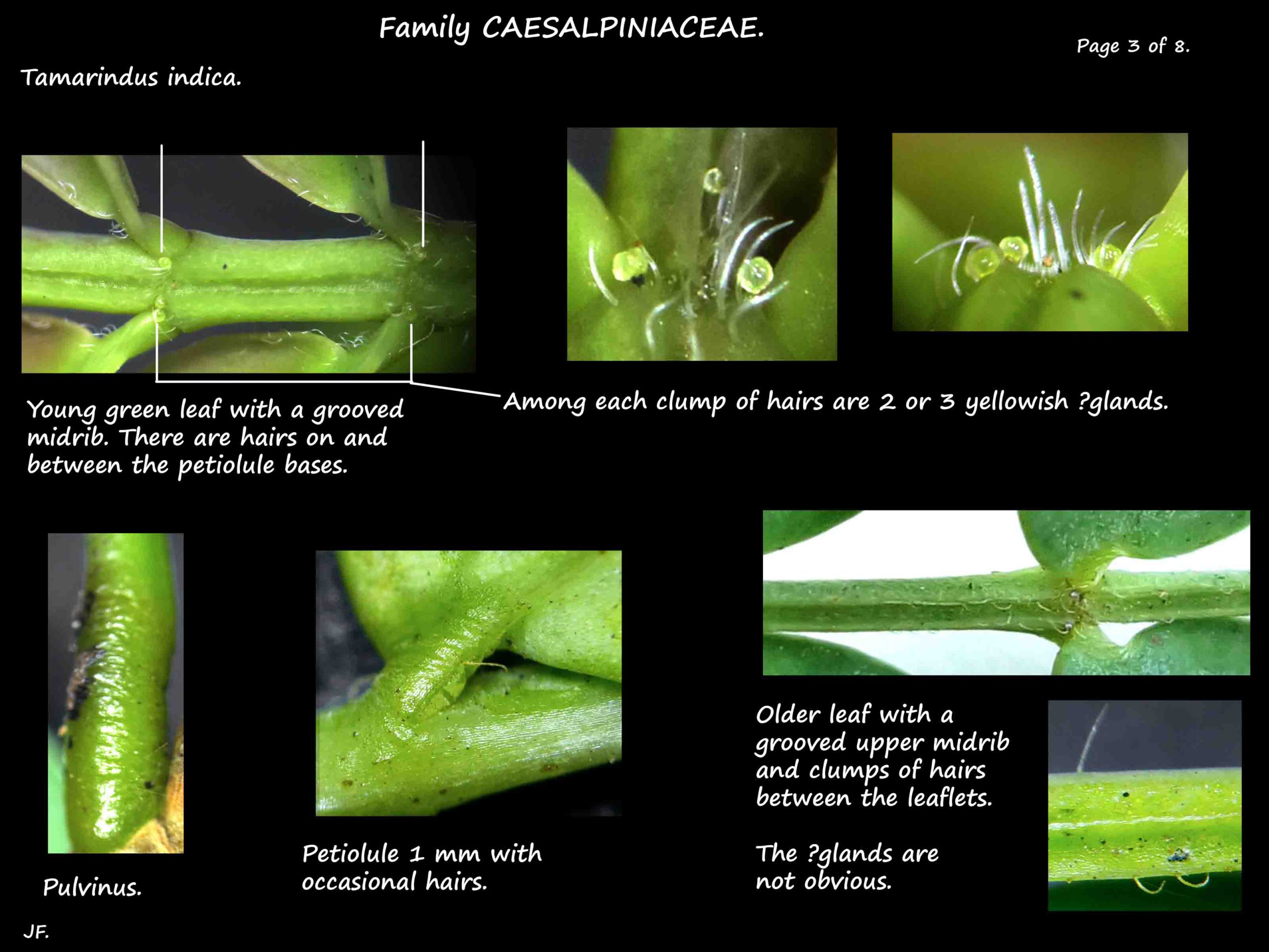 3 Tamarindus indica leaf hairs